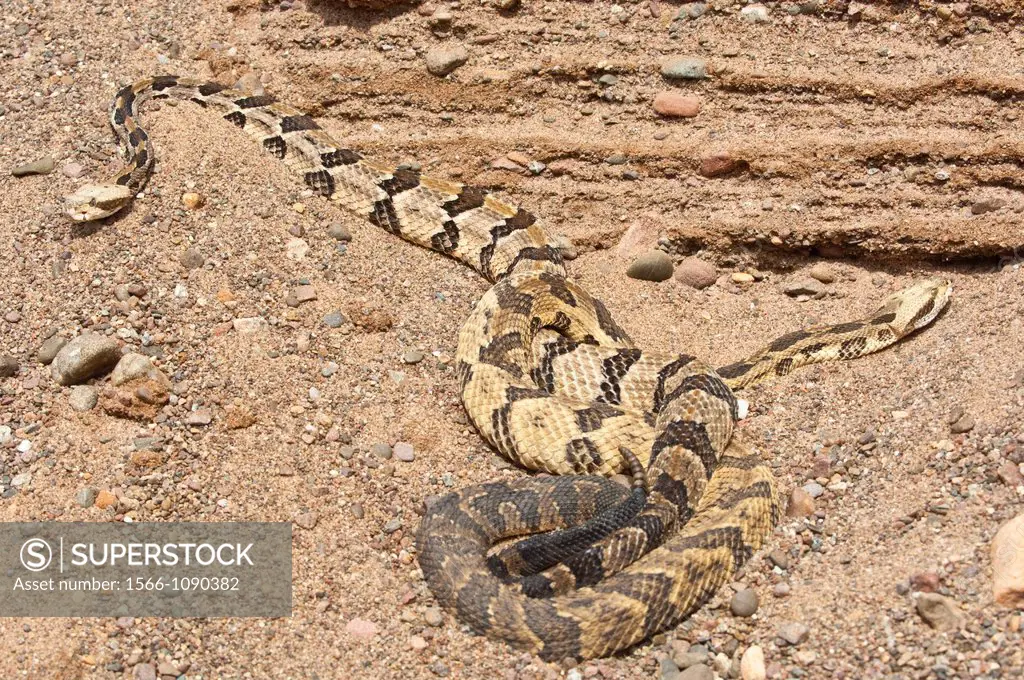 Canebrake, Timber rattlesnake, Crotalus horridus, native to eastern United States