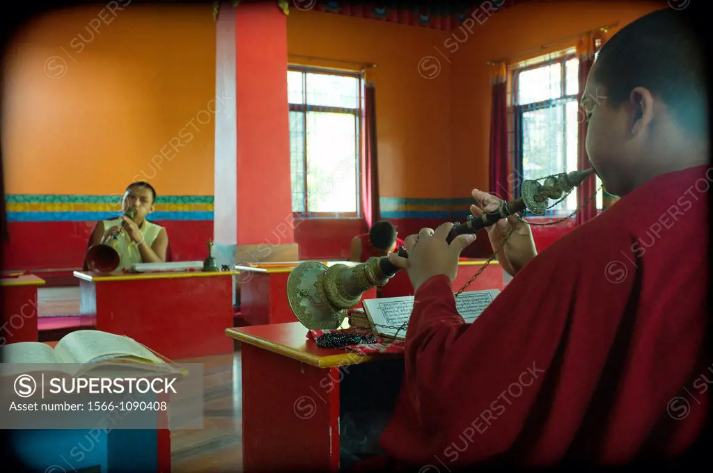monjes budistas, monjes budistas tibetano, estudio, lectura, educación, meditación, intrumento musical, servicio religioso, concentración, magenta, pu...