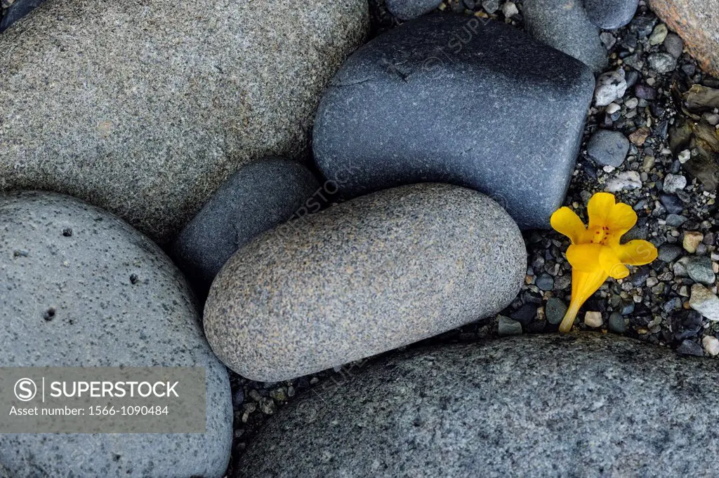 Yellow monkey-flower (Mimulus guttatus) Blossom fallen onto beach pebbles, Sooke (Whiffen Spit), BC, Canada