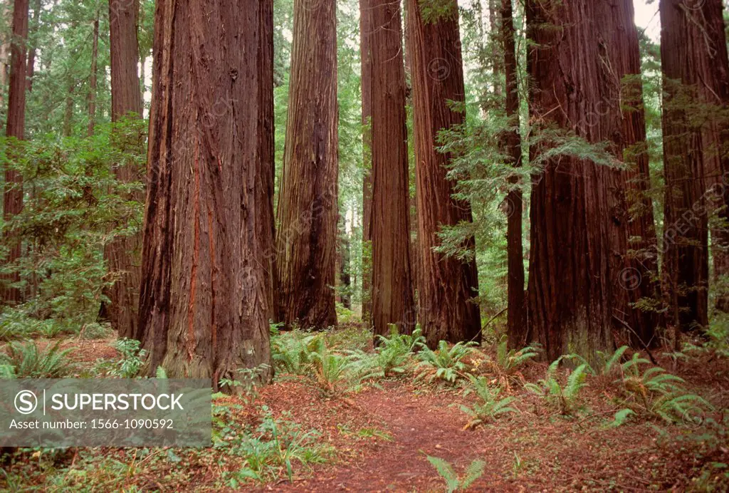 Cheatham Redwood Grove, Humboldt Redwoods State Park, CA