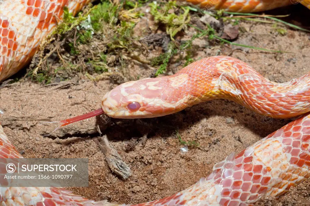 Female corn snake, red rat snake, Elaphe guttata guttata, native to southeastern United States