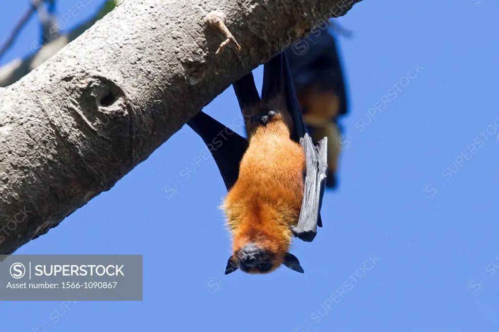 India , State of Gujarat , Town of Jungadh , Indian Flying-fox  Pteropus giganteus