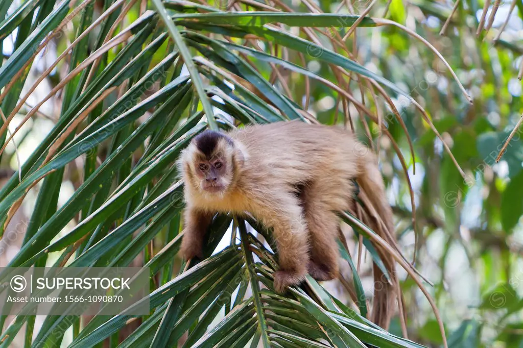 Brazil, Mato Grosso, Pantanal area, Tufted capuchin or brown capuchin or black-capped capuchin Cebus apella.