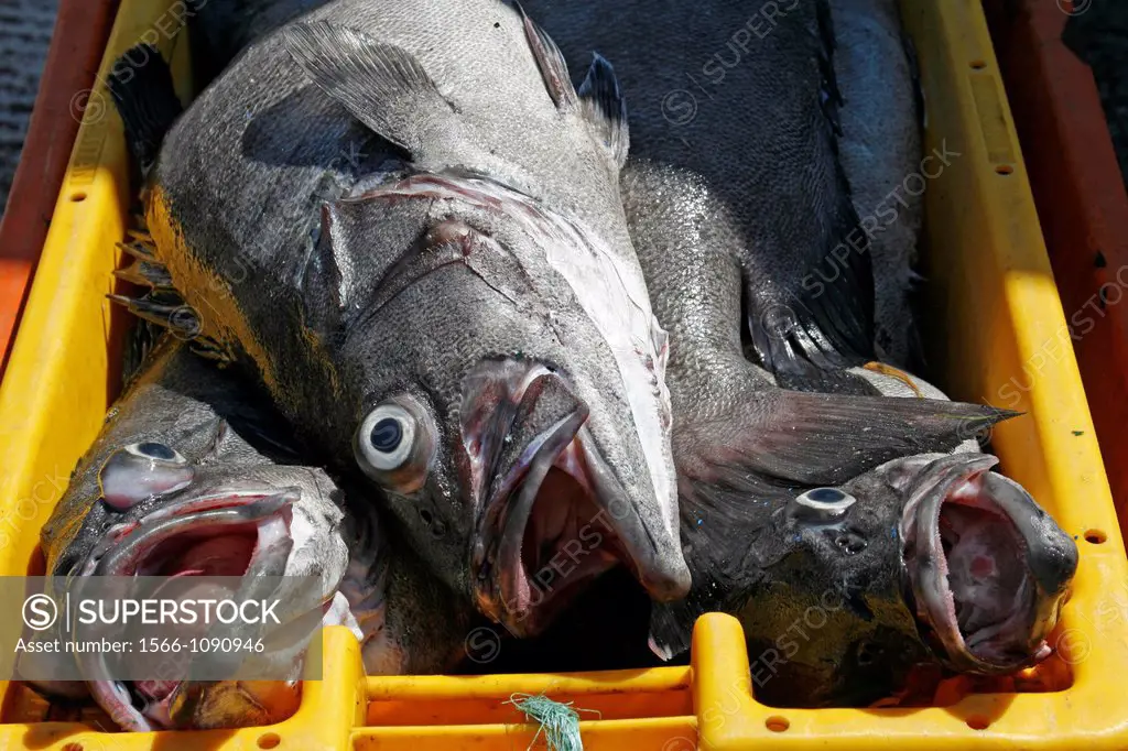 Azores San Miguel Island fishing port Mosterios fish Black Sea Bass