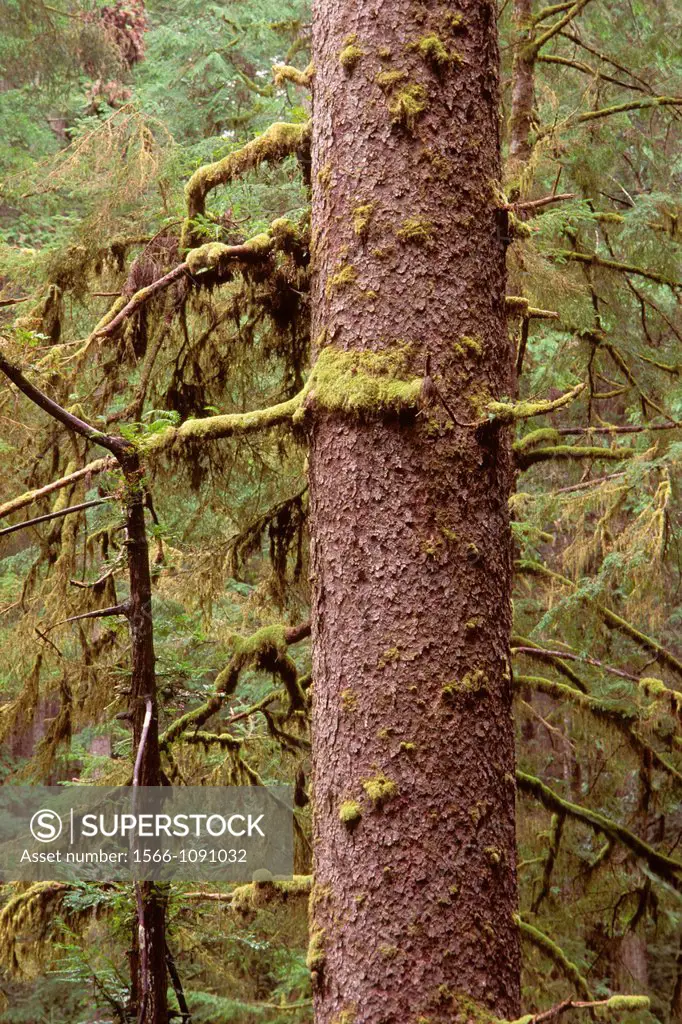 Sitka spruce, Prairie Creek Redwoods State Park, Redwood National Park, CA
