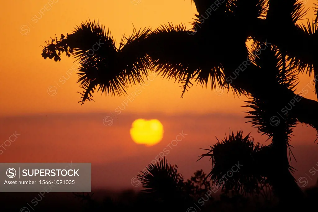 Joshua tree Yucca brevifolia sunset, Saddleback Butte State Park, California