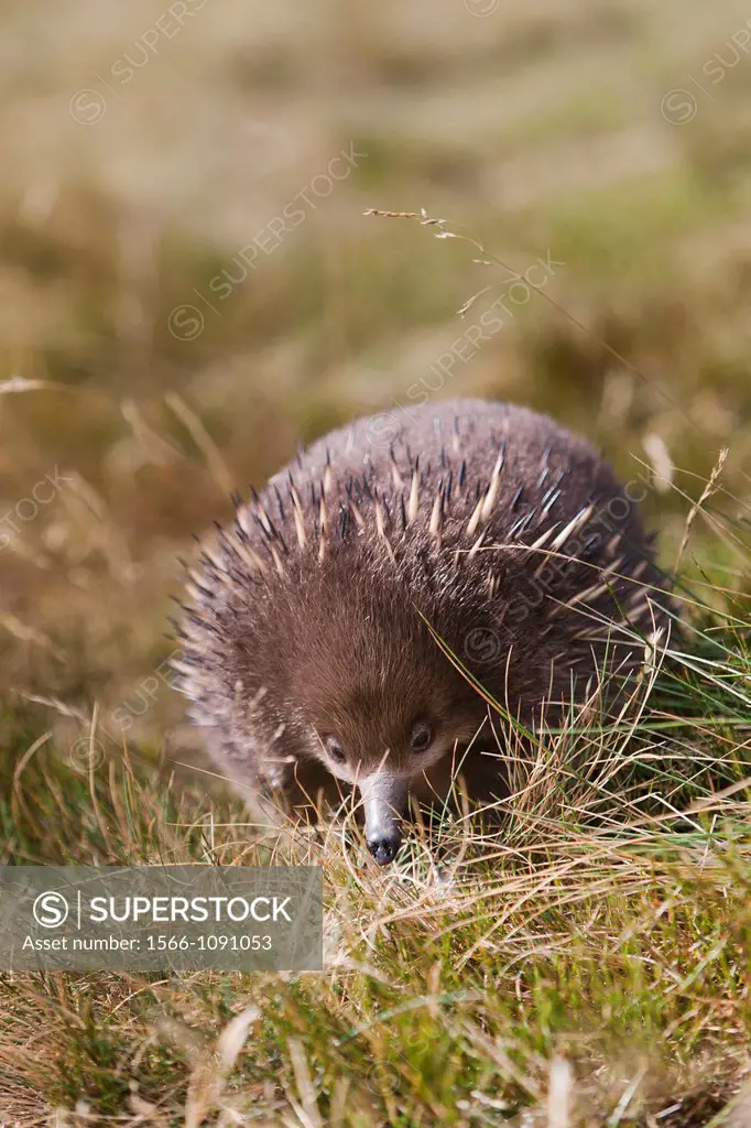 Short-beaked Echidna Tachyglossus aculeatus, an oviparous mammal of Australia Short-beaked Echidnas feed on Ants and termites, the spiky coat, which c...