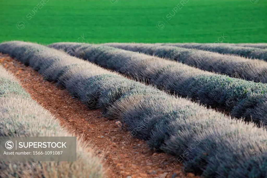 Spring fields of lavender, Alpes de Haute Provence, Provence-Alpes-Côte d´Azur, France