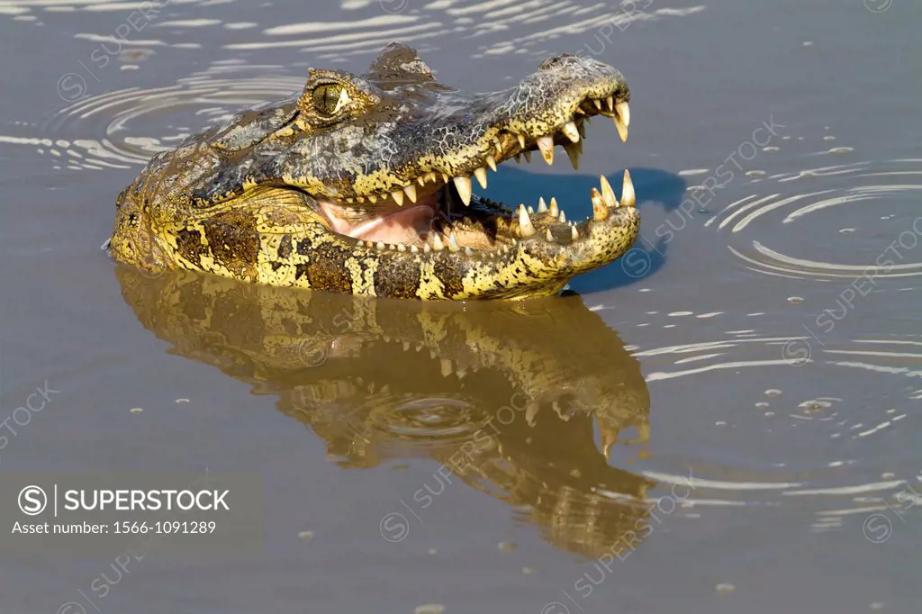 Brazil, Mato Grosso, Pantanal area, Spectacled caiman Caiman crocodilus.