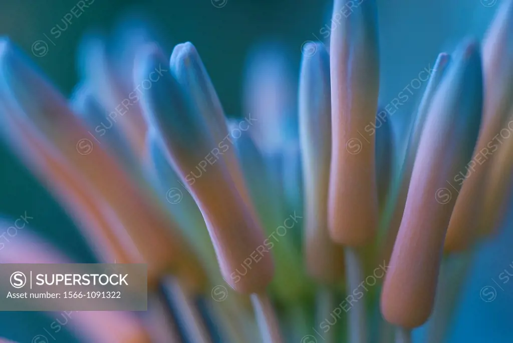 Aloe Ferox Flowers