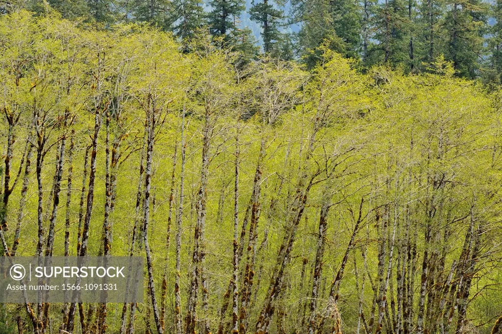 Colony of Red alder Alnus rubra along Hoh River in springtime, Olympic NP Hoh Rainforest, Washington, USA