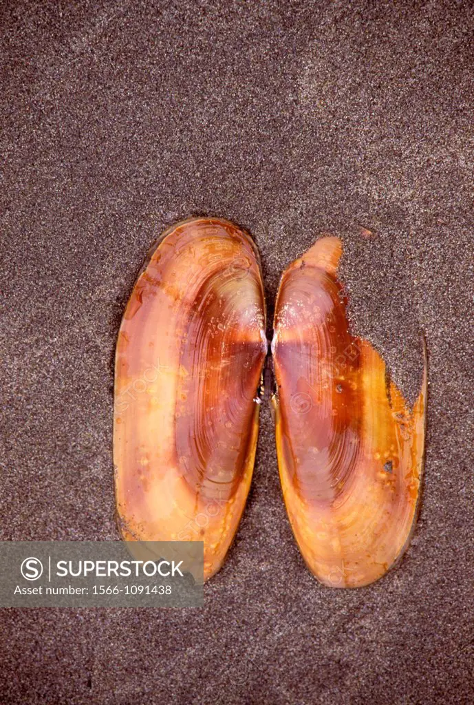 Razor clams, Little River State Beach, California