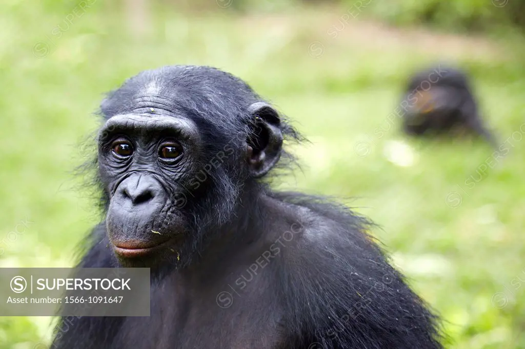 Two Bonobos Pan paniscus, Democratic Republic of Congo, Africa