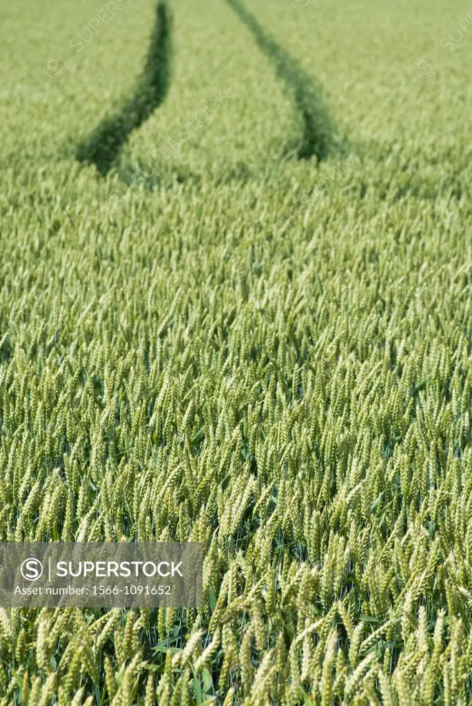 Wheat field with tire tracks