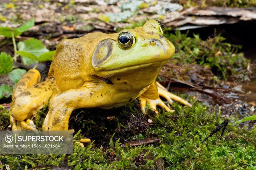 Bullfrog, Rana catesbeiana, native to much of the United States and parts of southern Canada