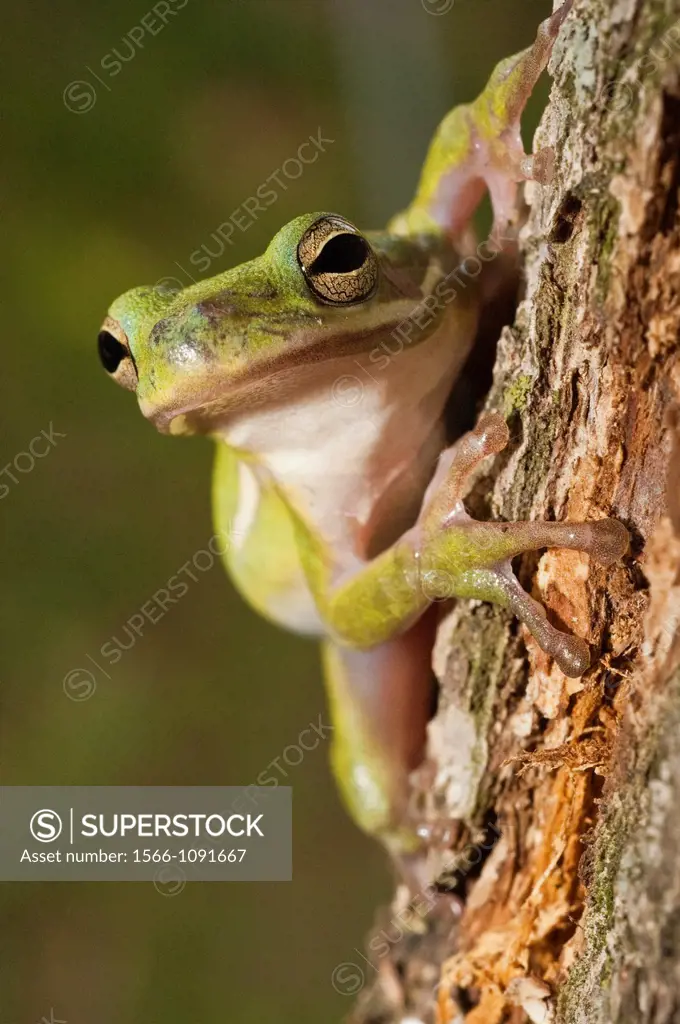 The green tree frog, Hyla cinerea, is a common species in the southern and southeastern United States