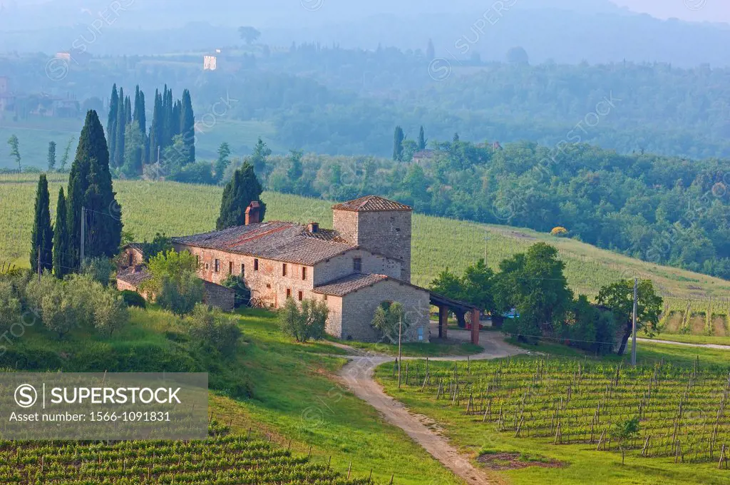 Vineyards, Chianti, Monti del Chianti, Tuscany landscape, Siena Province, Tuscany, Italy