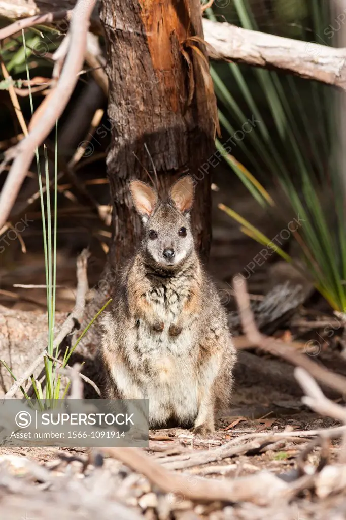 Tammar wallaby Macropus eugenii also called dama wallaby or darma wallaby, on Kangaroo Island in the Flinders Chase National Park, is the smallest of ...