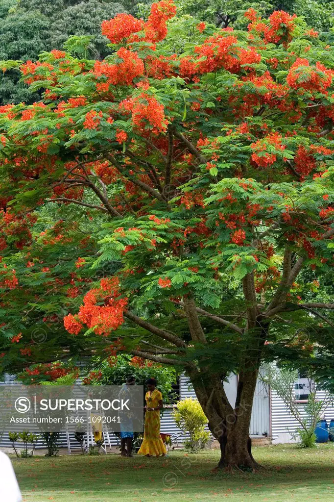 Poinciana or flame tree, Island of Beqa, Home of firewalkers, Fiji, Melanesia, South Pacific
