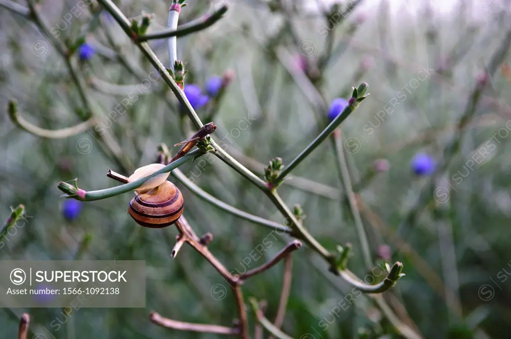 Snail, Sugel, Almansa, Albacete, Spain