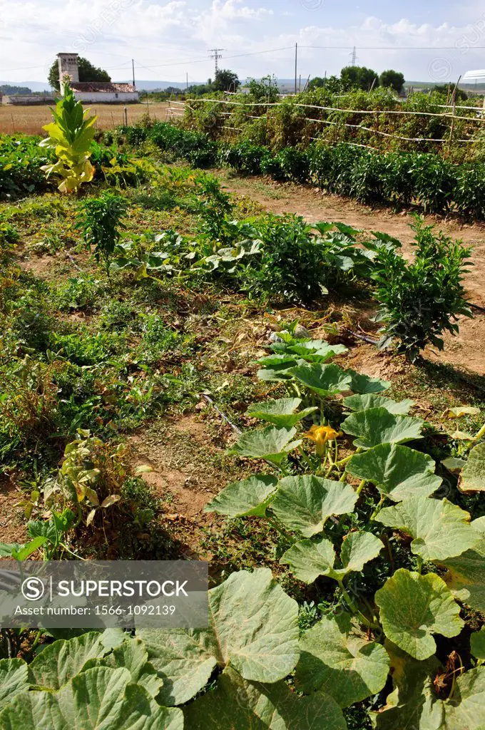 Vegetables in garden, Almansa, Albacete province, Castilla-La Mancha, Spain