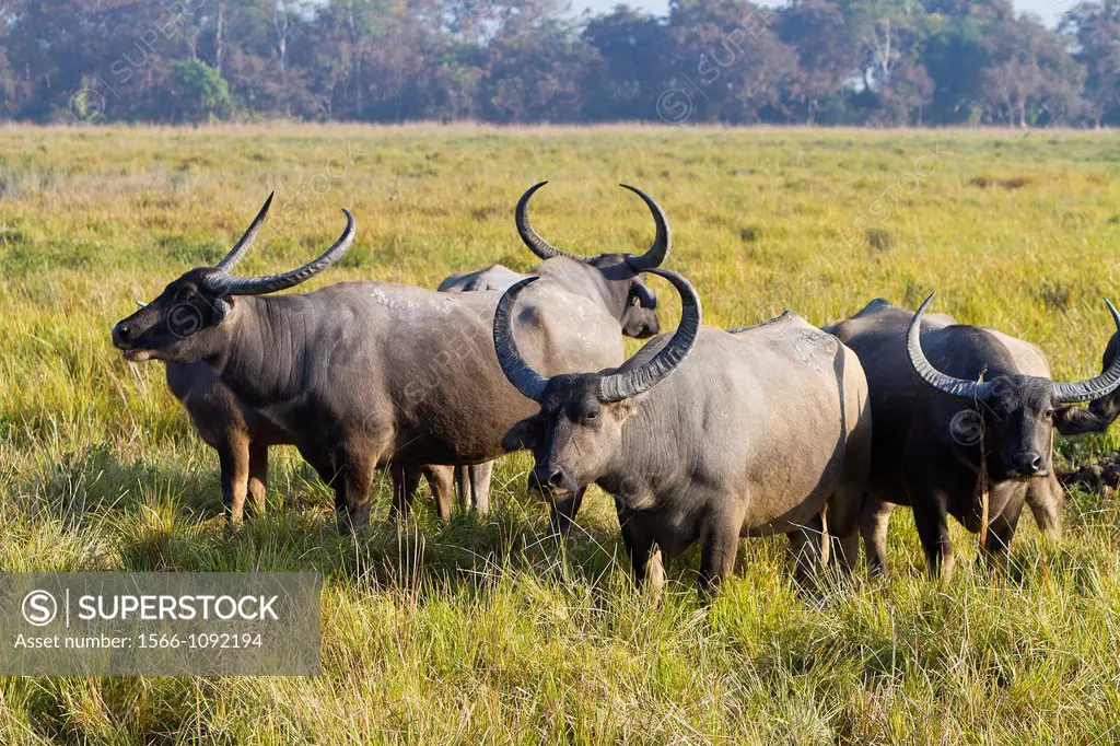 India , State of Assam ,Kaziranga National Park , Wild Asian Buffalo or Wild Water Buffalo Bubalus arnee