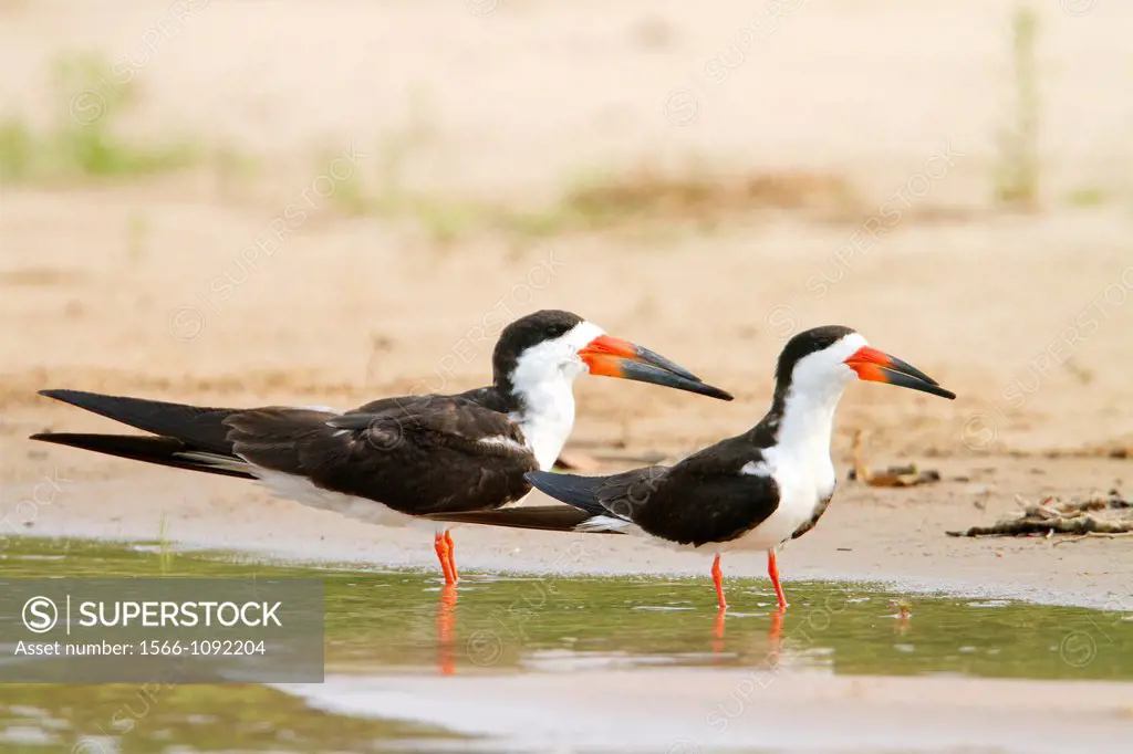 Brazil, Mato Grosso, Pantanal area, Black Skimmer Rynchops niger , fishing