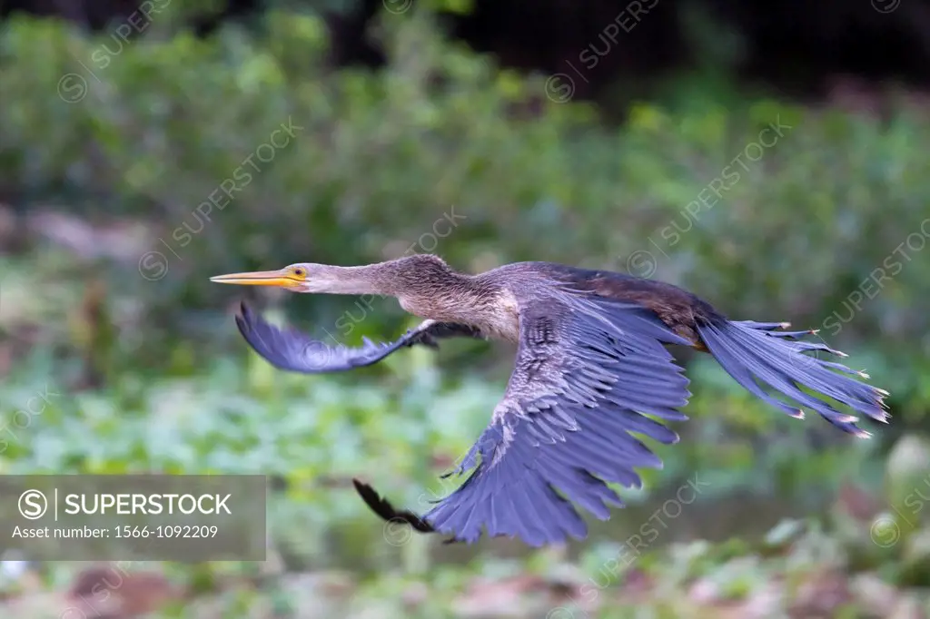 Brazil, Mato Grosso, Pantanal area, Anhinga or Snakebird Anhinga anhinga