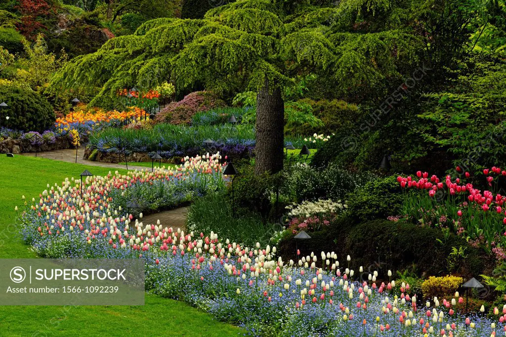 Butchart Gardens- Butchart Gardens- Floral displays in the Sunken Garden, Victoria, BC, Canada
