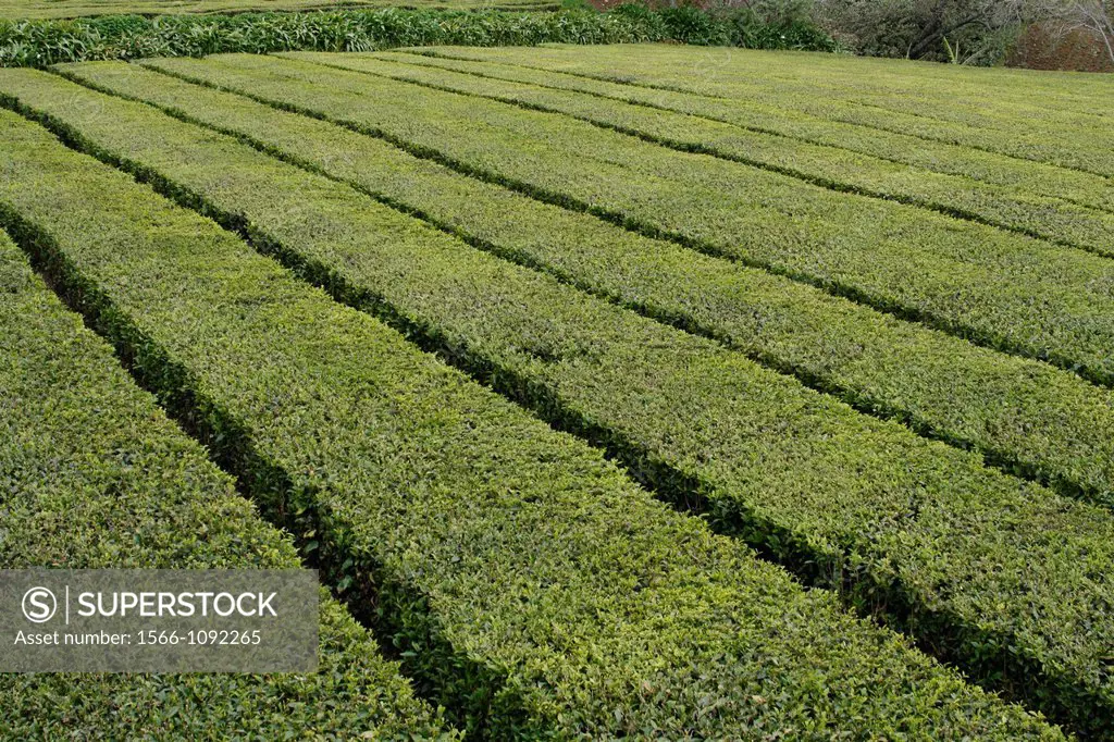 Azores San Miguel Island Portugal Gorreana Tea Plantation