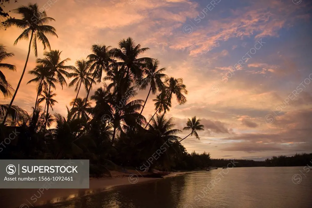 Sunset with palm trees, Les Tipaniers Hotel, Moorea, French Polynesia