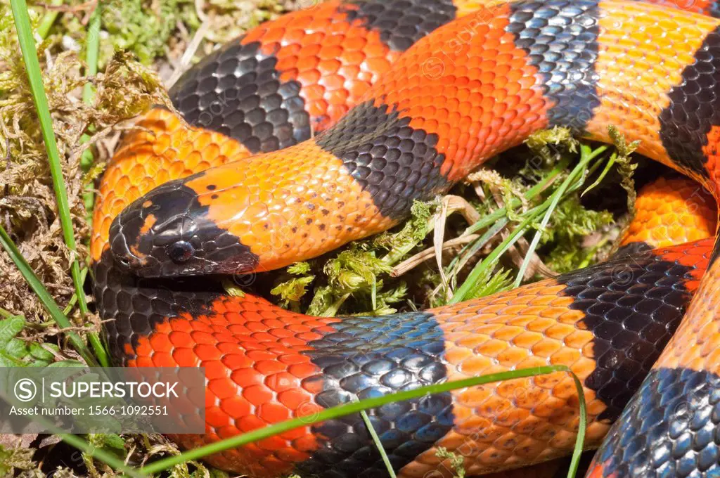 Pueblan Campbell´s milk snake, Lampropeltis triangulum campbelli, native to southern Puebla, eastern Morelos, northern Oaxaca