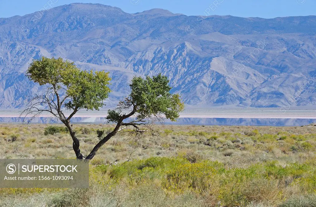 Lone tree in Owens Lake bed, California, USA