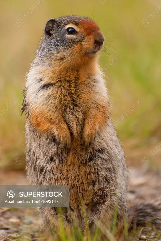 Columbian ground squirrel Urocitellus columbianus, Banff National Park, Alberta, Canada