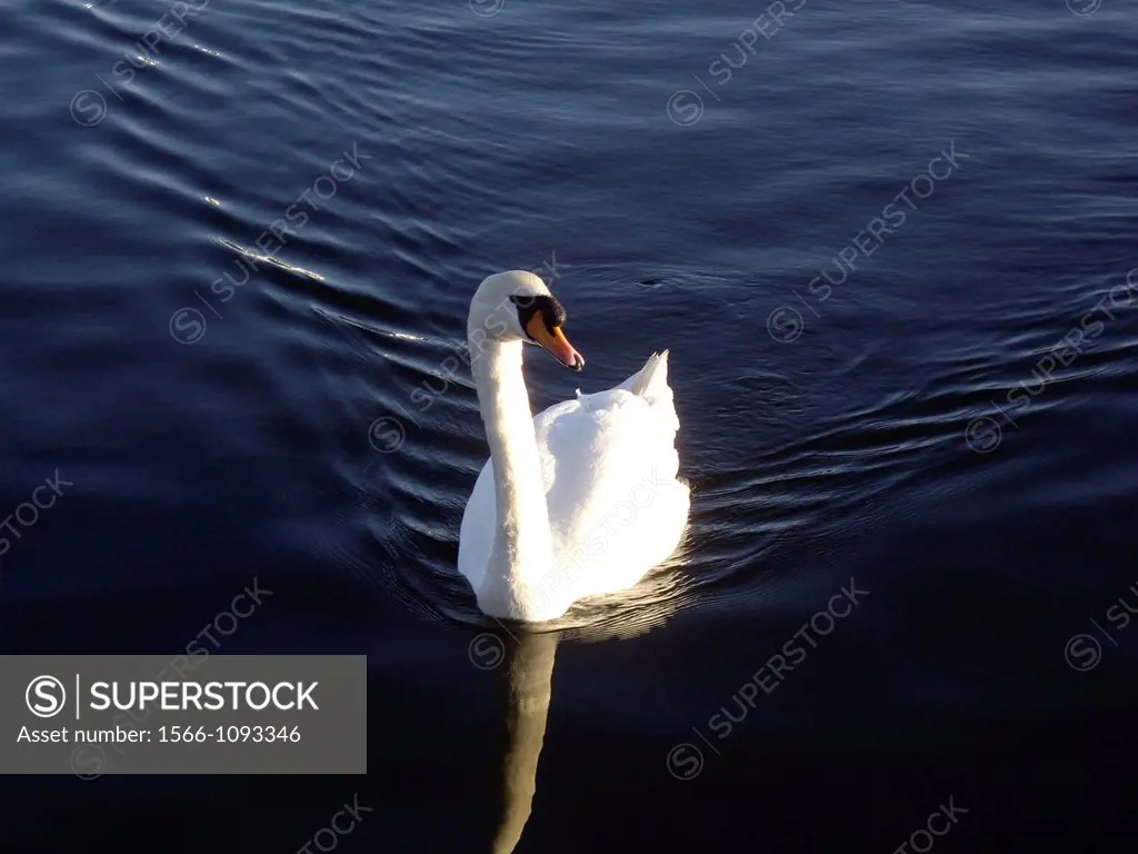 Mute swan swimming on rippled water in Southport, UK