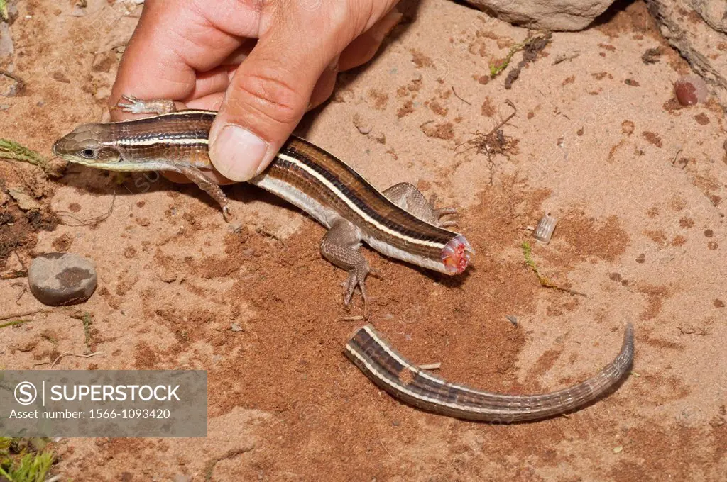 Yellow-striped plated lizard, Gerrhosaurus flavigularis, native to Sudan, Ethiopia, eastern Africa, in hand with detached tail