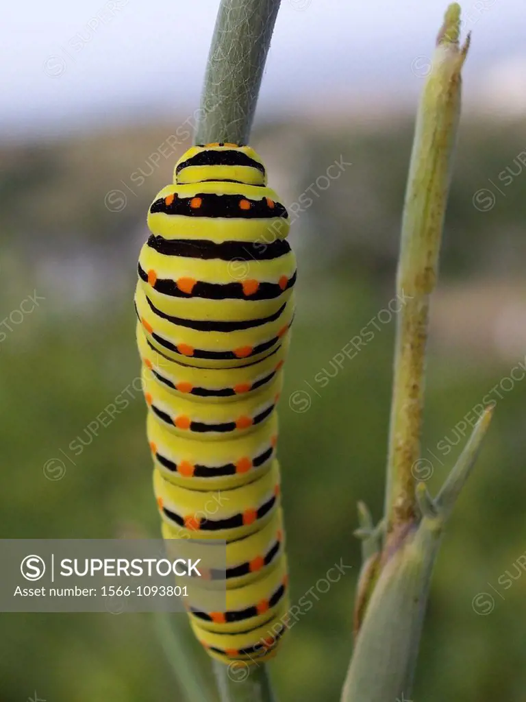 Caterpillar of Swallowtail butterfly climbing on a branch