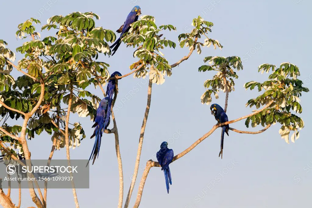 Hyacinth Macaw (Anodorhynchus hyacinthinus), Pantanal area, Mato Grosso, Brazil
