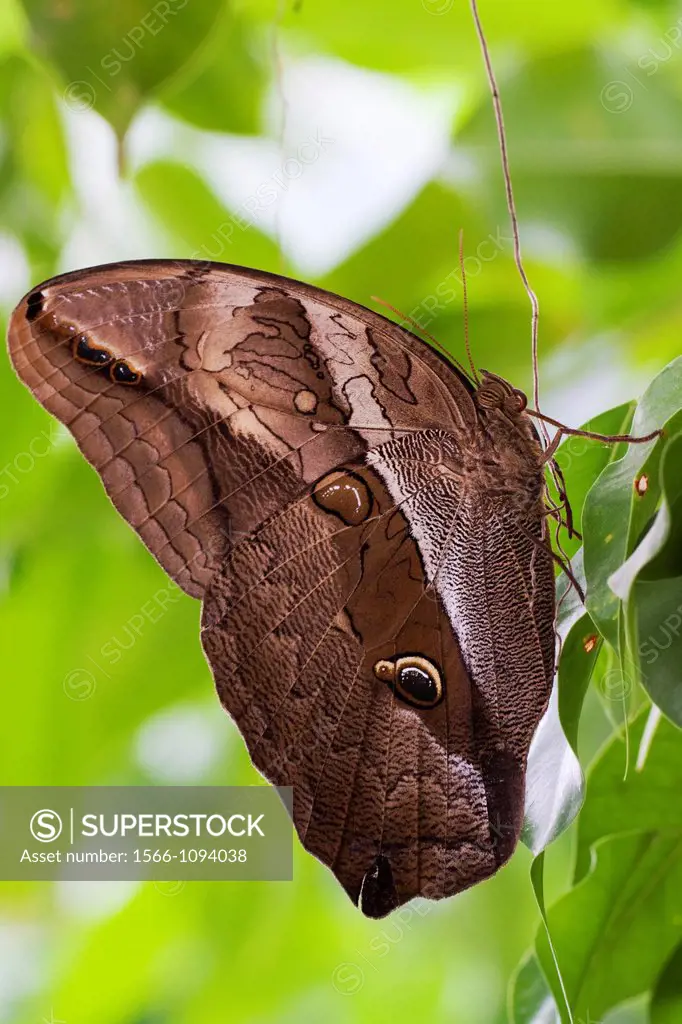 Purple Mort Bleu Eryphanis polyxena resting with closed wings on leaf