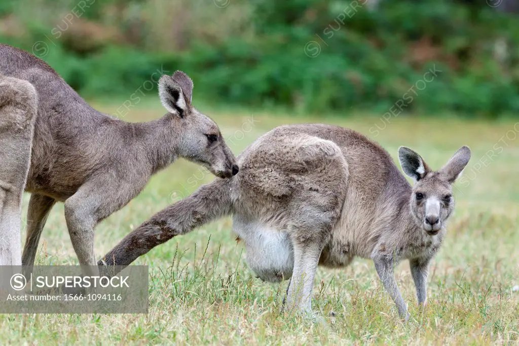Eastern grey kangaroo Macropus giganteus, it is the second largest living marsupial and one of the icons of Australia Dominant bull is following a fem...