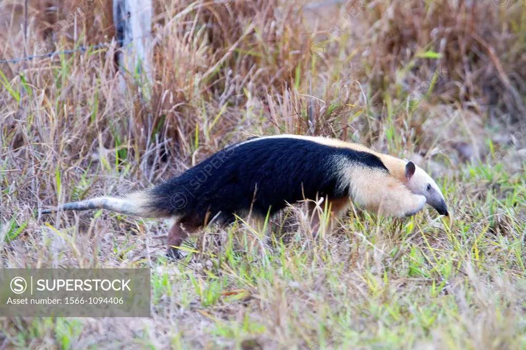 Brazil, Mato Grosso, Pantanal area, Southern Tamandua or Collared Anteater or Lesser Anteater Tamandua tetradactyla.