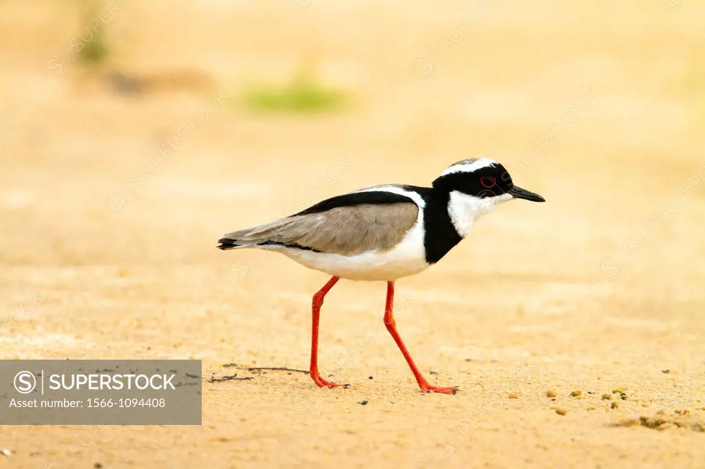 Pied Plover (Vanellus cayanus), also known as the Pied Lapwing, Pantanal area, Mato Grosso, Brazil