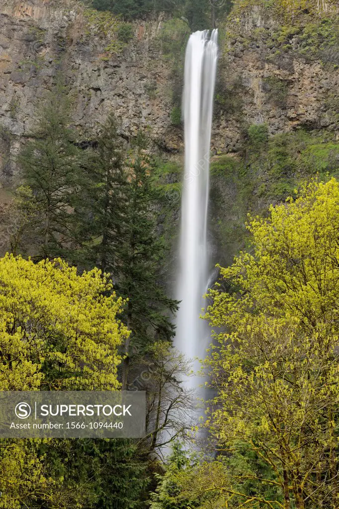 Multnomah Falls and big-leaf maple in spring, Columbia Gorge Nat Scenic Area, Orgeon, USA