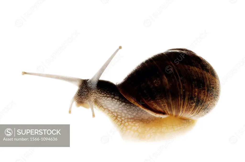 Snail photographed on a white background