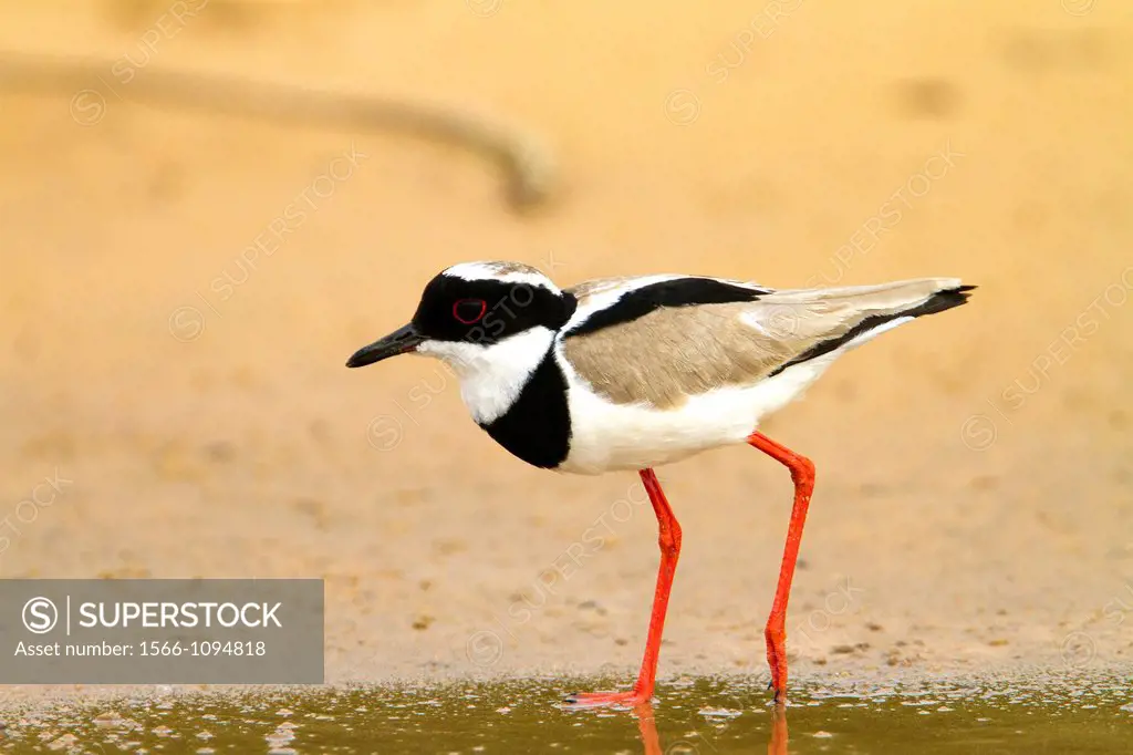 Pied Plover (Vanellus cayanus), also known as the Pied Lapwing, Pantanal area, Mato Grosso, Brazil