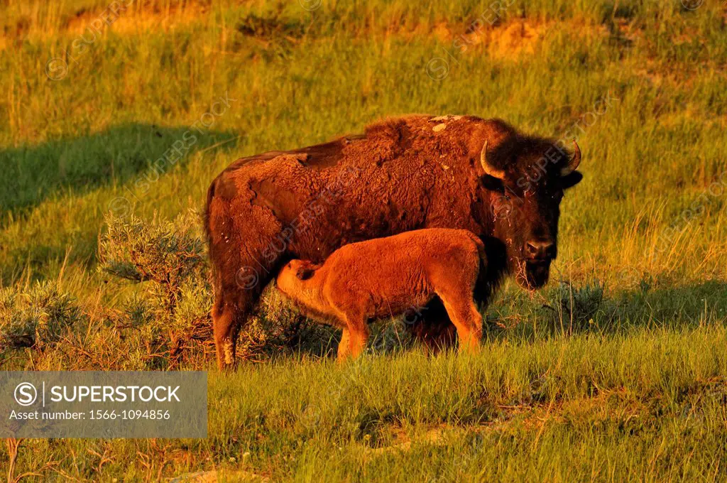 American Bison Bison bison Young calf nursing with mother, Theodore Roosevelt NP South Unit, North Dakota, USA