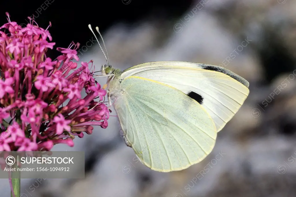 Large White butterfly (Pieris brassicae) on blossom in springtime - Mont Ventoux/France
