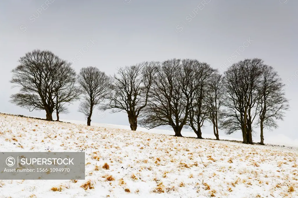 Beech trees stand in a field on North Hill in fresh snow near Priddy on the Mendip Hills, Somerset on an overcast winter´s morning