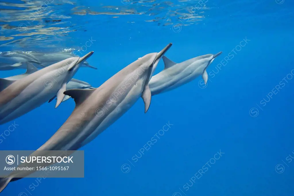 Hawaiian spinner dolphins, Gray´s spinner dolphins or long-snouted spinner dolphins, Stenella longirostris longirostris, Hookena Beach Park, Kona Coas...