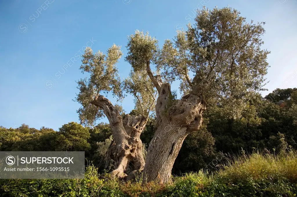 Olive tree in Serra de Tramuntana (World Heritage Site by UNESCO). Mallorca. Balearic Island. Spain.